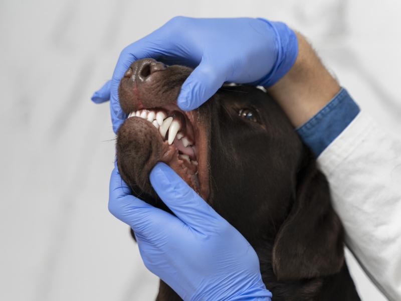 Dental Exams Service Image