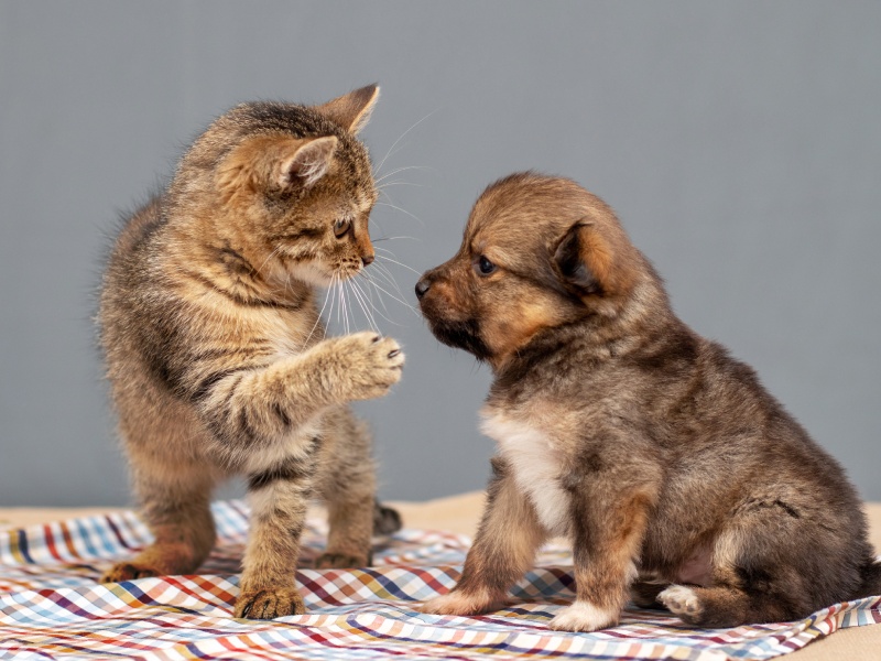 Puppy and Kitten Care Service Image