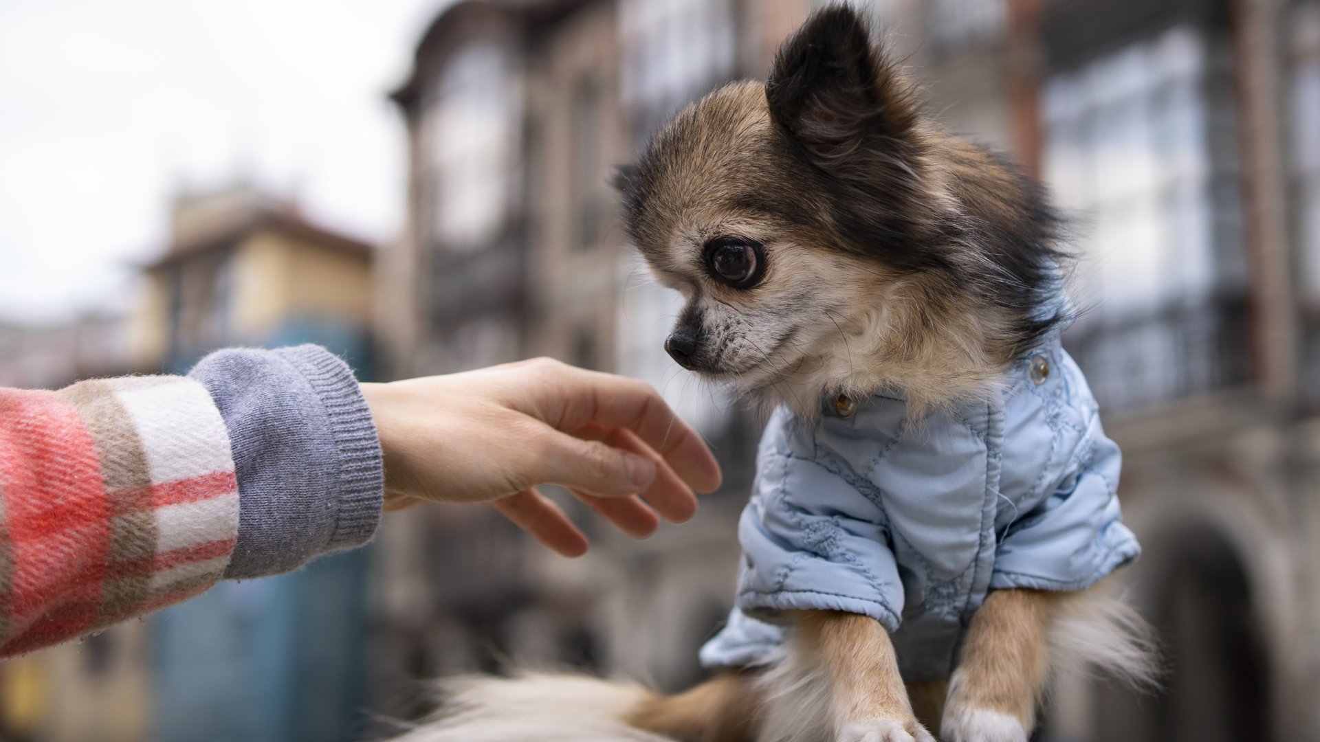 Veterinarian Reviews In Corona, CA 92879 AAA Animal Hospital