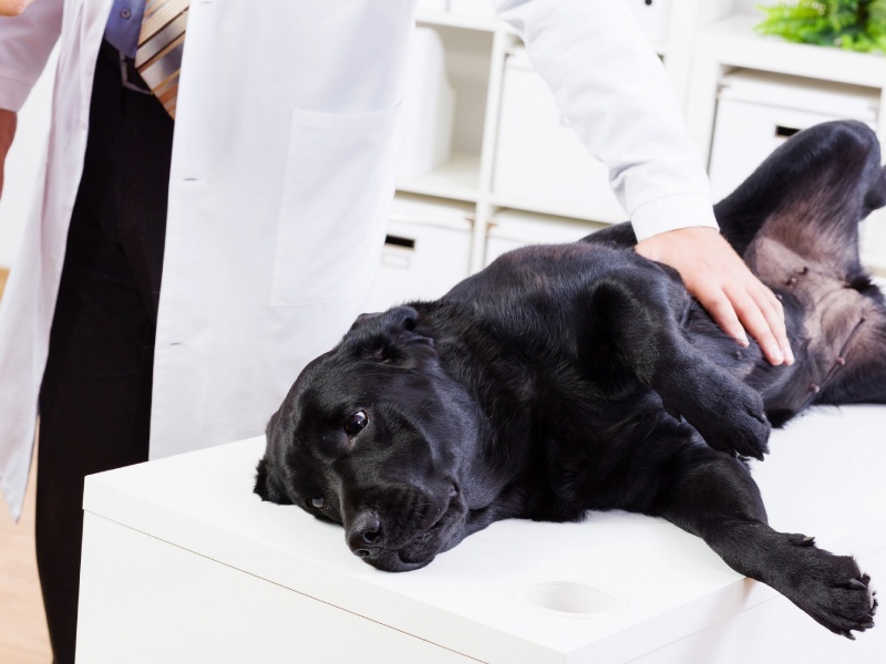 Veterinarian in Empire, CA