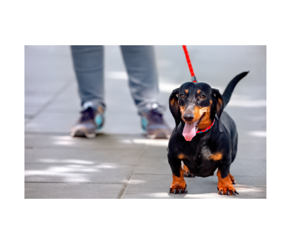 Pet Walk Ins Welcome Service Image