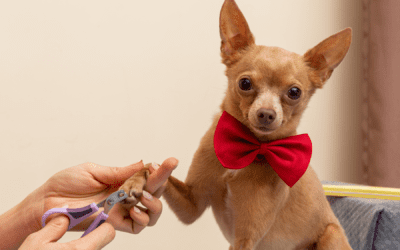 The Art of Pet Nail Trimming: Keeping Your Furry Friends Happy and Healthy