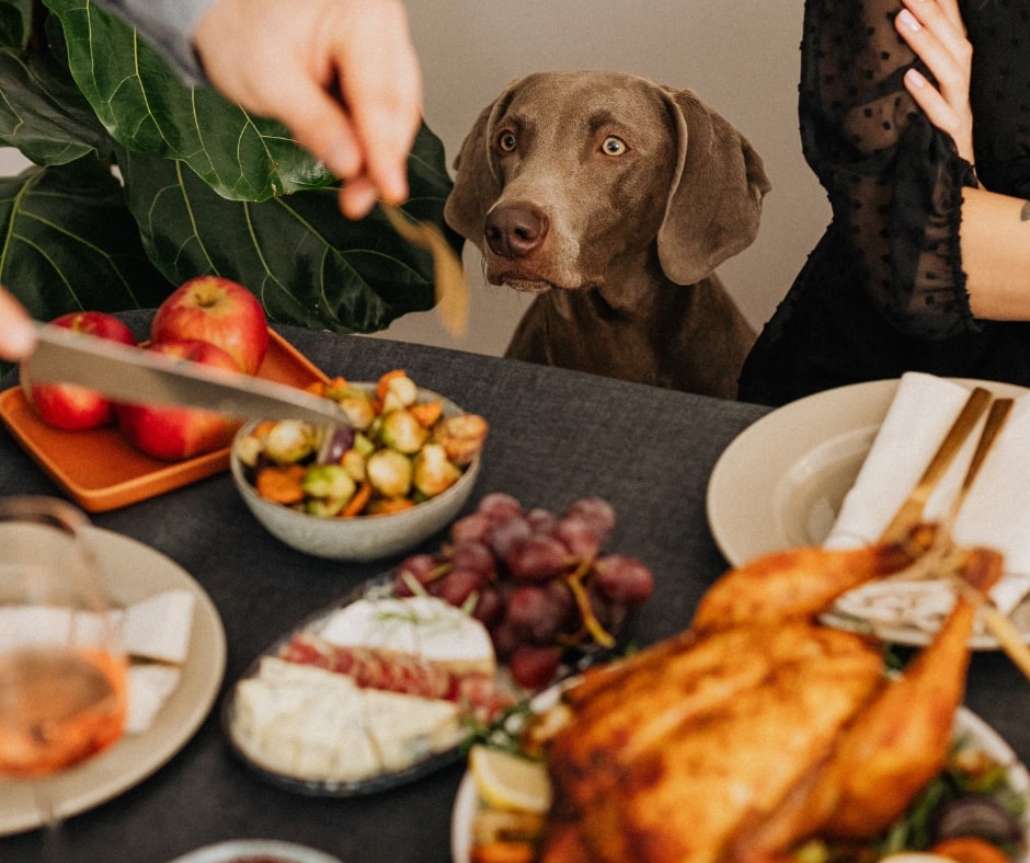 Thanksgiving Pet Safety | AAA Animal Hospital