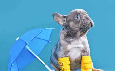 Keeping Pets Safe During Rainy Weather
