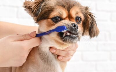 Unleashing the Secrets to Paw-some Pet Dental Care