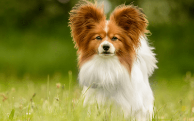 Foxtails Can Be Dangerous For Pets