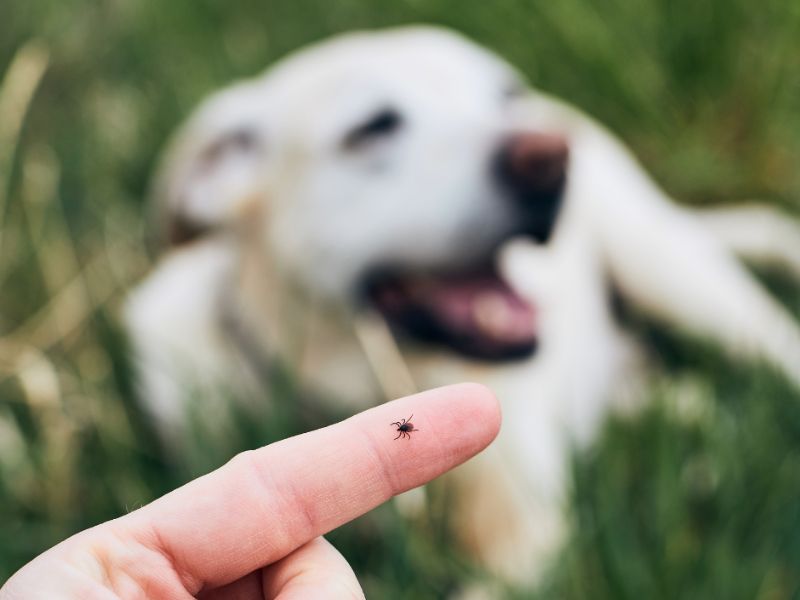 Pet Flea, Tick, and Heartworm Prevention Service Image