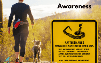 🐍 Rattlesnake Awareness for Pets: Keep Your Furry Friends Safe This Spring! 🐾