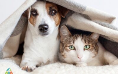 🐾 Earthquake Safety for Pets: How to Keep Your Furry Friends Safe When the Ground Shakes