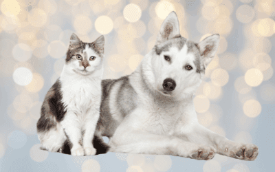 Holiday Pet Safety Tips: Keep Your Furry Friends Happy & Healthy During The Holidays